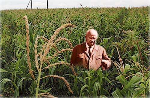 Фото: Кукурузный бум в СССР