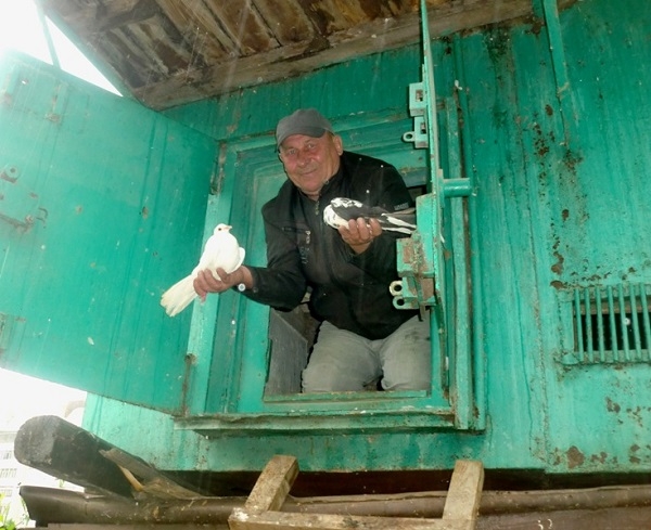 Фото: Голубятник с 50-летним стажем из Ульяновска.